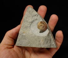 Load image into Gallery viewer, Calcite Promicroceras ammonite fossil display piece (23 mm)
