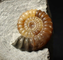 Load image into Gallery viewer, Calcite Promicroceras ammonite fossil display piece (23 mm)
