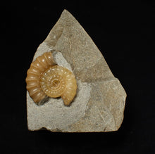 Load image into Gallery viewer, Calcite Promicroceras ammonite fossil display piece (25 mm)

