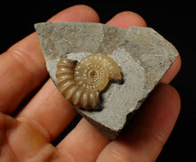 Load image into Gallery viewer, Calcite Promicroceras ammonite fossil display piece (25 mm)
