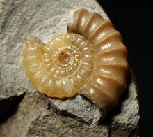 Load image into Gallery viewer, Calcite Promicroceras ammonite fossil display piece (25 mm)
