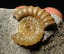Load image into Gallery viewer, Calcite Promicroceras ammonite fossil display piece (25 mm)
