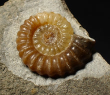 Load image into Gallery viewer, Calcite Promicroceras ammonite fossil display piece (20 mm)
