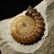 Load image into Gallery viewer, Calcite Promicroceras ammonite fossil display piece (20 mm)
