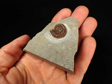 Load image into Gallery viewer, Calcite Promicroceras ammonite fossil (19mm)
