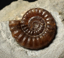 Load image into Gallery viewer, Calcite Promicroceras ammonite fossil (19mm)
