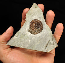 Load image into Gallery viewer, Calcite Xipheroceras ammonite fossil display piece (32mm)
