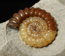 Load image into Gallery viewer, Large calcite Promicroceras ammonite fossil display piece (28 mm)
