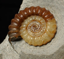 Load image into Gallery viewer, Large calcite Promicroceras ammonite fossil display piece (28 mm)
