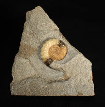 Load image into Gallery viewer, Calcite Promicroceras ammonite fossil display piece (26 mm)
