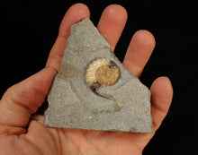 Load image into Gallery viewer, Calcite Promicroceras ammonite fossil display piece (26 mm)

