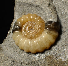 Load image into Gallery viewer, Calcite Promicroceras ammonite fossil display piece (26 mm)
