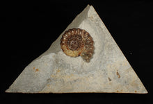 Load image into Gallery viewer, Calcite Xipheroceras ammonite fossil display piece (33mm)
