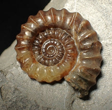 Load image into Gallery viewer, Calcite Xipheroceras ammonite fossil display piece (33mm)
