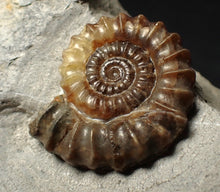 Load image into Gallery viewer, Calcite Xipheroceras ammonite fossil display piece (33mm)
