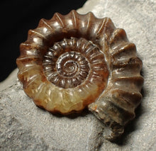Load image into Gallery viewer, Calcite Xipheroceras ammonite fossil display piece (33mm)
