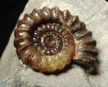 Load image into Gallery viewer, Calcite Xipheroceras ammonite fossil display piece (33mm)
