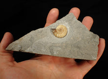 Load image into Gallery viewer, Calcite Promicroceras ammonite fossil (24mm)
