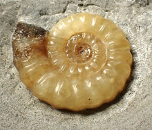 Load image into Gallery viewer, Calcite Promicroceras ammonite fossil (24mm)
