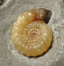 Load image into Gallery viewer, Calcite Promicroceras ammonite fossil (24mm)
