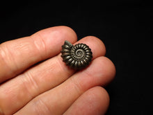 Load image into Gallery viewer, Promicroceras pyritosum ammonite fossil (20 mm)
