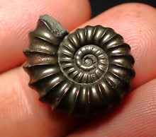 Load image into Gallery viewer, Promicroceras pyritosum ammonite fossil (20 mm)
