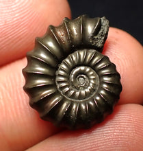 Load image into Gallery viewer, Promicroceras pyritosum ammonite fossil (20 mm)
