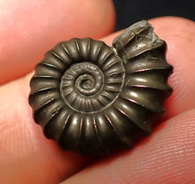 Load image into Gallery viewer, Promicroceras pyritosum ammonite fossil (20 mm)
