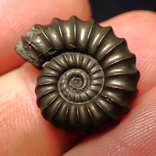 Load image into Gallery viewer, Promicroceras pyritosum ammonite fossil (20 mm)
