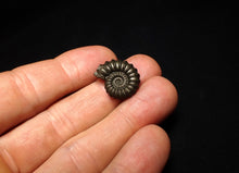 Load image into Gallery viewer, Promicroceras pyritosum ammonite fossil (20 mm)
