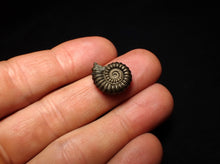 Load image into Gallery viewer, Promicroceras pyritosum ammonite fossil (18 mm)
