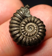 Load image into Gallery viewer, Promicroceras pyritosum ammonite fossil (18 mm)
