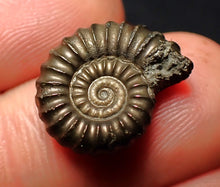 Load image into Gallery viewer, Promicroceras pyritosum ammonite fossil (18 mm)
