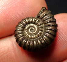Load image into Gallery viewer, Promicroceras pyritosum ammonite fossil (18 mm)
