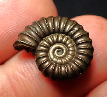 Load image into Gallery viewer, Promicroceras pyritosum ammonite fossil (18 mm)
