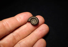 Load image into Gallery viewer, Promicroceras pyritosum ammonite fossil (18 mm)
