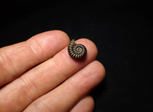Load image into Gallery viewer, Promicroceras pyritosum ammonite fossil (14 mm)
