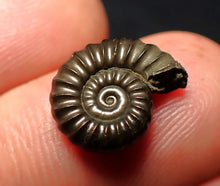 Load image into Gallery viewer, Promicroceras pyritosum ammonite fossil (14 mm)
