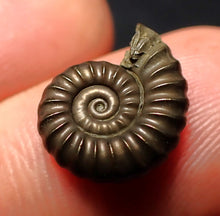 Load image into Gallery viewer, Promicroceras pyritosum ammonite fossil (14 mm)
