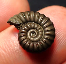Load image into Gallery viewer, Promicroceras pyritosum ammonite fossil (14 mm)

