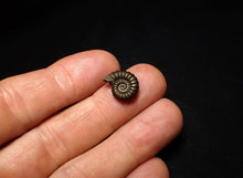 Load image into Gallery viewer, Promicroceras pyritosum ammonite fossil (14 mm)
