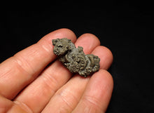 Load image into Gallery viewer, Full pyrite multi-ammonite fossil (36 mm)
