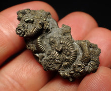 Load image into Gallery viewer, Full pyrite multi-ammonite fossil (36 mm)
