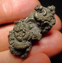 Load image into Gallery viewer, Full pyrite multi-ammonite fossil (36 mm)
