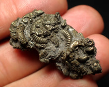 Load image into Gallery viewer, Full pyrite multi-ammonite fossil (36 mm)
