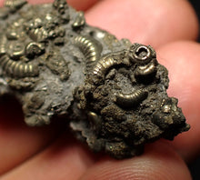 Load image into Gallery viewer, Full pyrite multi-ammonite fossil (36 mm)
