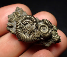 Load image into Gallery viewer, Full pyrite multi-ammonite fossil (36 mm)
