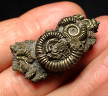 Load image into Gallery viewer, Full pyrite multi-ammonite fossil (36 mm)
