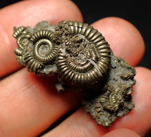 Load image into Gallery viewer, Full pyrite multi-ammonite fossil (36 mm)
