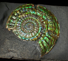 Load image into Gallery viewer, Stunning green iridescent Caloceras ammonite display fossil
